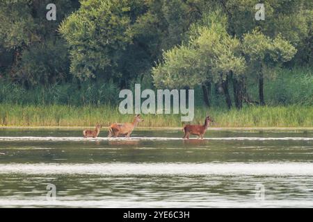 Cerf roux (Cervus elaphus), biche avec yearling et veau, pataugant dans le lac devant le banc de roseaux et la forêt riveraine, Allemagne, Bavière, lac Chiemsee Banque D'Images