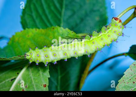 Moth grand empereur, Moth géant du paon, Moth grand paon, Moth géant empereur, empereur viennois (Saturnia pyri), chenille L4 avec tubercule violet Banque D'Images