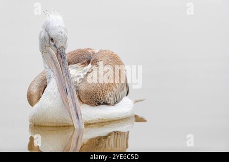 Pélican dalmate (Pelecanus crispus), juvénile sur l'eau, Grèce, lac Kerkini Banque D'Images