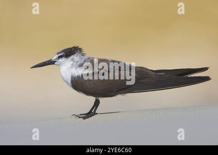 Sterne à brides (Sterna anaethetus, Onychoprion anaethetus), portrait en pied, vue de côté, Oman, Al Maghsayl, Salalah Banque D'Images