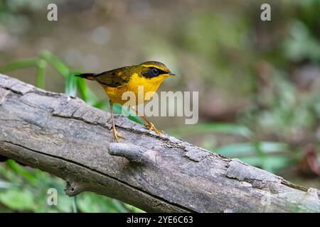 robin de buisson doré, robin de buisson doré (Tarsiger chrysaeus), mâle assis sur une branche, Chine, Yunnan Banque D'Images