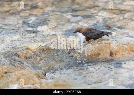 Plongeur (Cinclus cinclus aquaticus, Cinclus aquaticus), se trouve dans un ruisseau et cherche de la nourriture, Allemagne, Bavière Banque D'Images