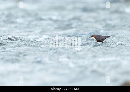 Plongeur (Cinclus cinclus aquaticus, Cinclus aquaticus), se trouve dans un ruisseau et cherche de la nourriture, Allemagne, Bavière Banque D'Images