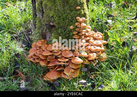 Tuft gainé, calotte (Kuehneromyces mutabilis, Galerina mutabilis, Pholiota mutabilis), poussant sur une souche d'arbre, Allemagne Banque D'Images