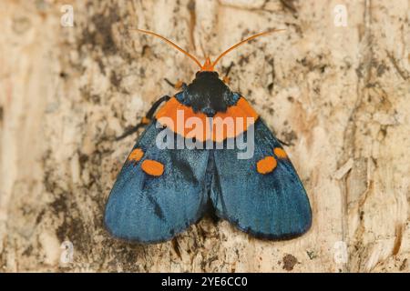 Papillons de pêche africains (Egybolis vaillantina), assis sur le bois, Afrique Banque D'Images