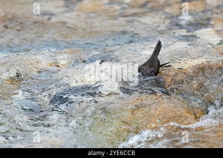 Plongeur (Cinclus cinclus aquaticus, Cinclus aquaticus), se trouve dans un ruisseau et cherche de la nourriture avec sa tête sous l'eau, Allemagne, Bavière Banque D'Images