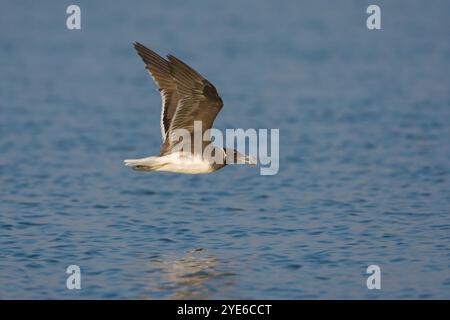 Goélette suie, goélette Aden, goélette d'Hemprich (Ichthyaetus hemprichii, Larus hemprichii), en vol au-dessus de l'eau, vue de côté, Oman Banque D'Images