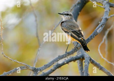 Wheatear à queue rouge, wheatear afghan, wheatear à queue rouillée, wheatear persan (Oenanthe chrysopygia), perché sur une branche, Oman, Katmat Milalah Banque D'Images