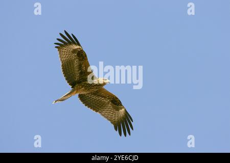 Cerf-volant noir, cerf-volant à bec jaune (Milvus migrans), en vol dans le ciel bleu, vue d'en bas, Egypte Banque D'Images