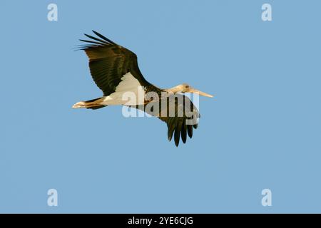 Cigogne noire (Ciconia nigra), oiseau immature en vol dans le ciel bleu, vue de côté, Egypte Banque D'Images