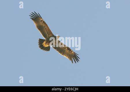 Aigle petit tacheté (Aquila pomarina, Clanga pomarina), aigle petit tacheté immature en vol dans le ciel bleu, vue d'en bas, Egypte Banque D'Images