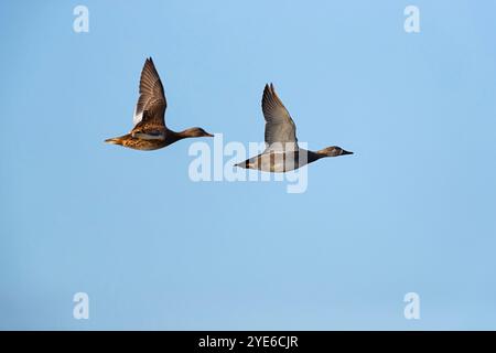 Gadwall (Anas strepera, Mareca strepera), paire en vol, Allemagne, Bade-Wuerttemberg Banque D'Images