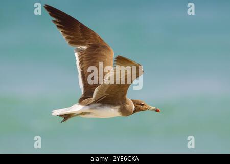 Goélette suie, goélette Aden, goélette d'Hemprich (Ichthyaetus hemprichii, Larus hemprichii), en vol, vue latérale, Oman Banque D'Images