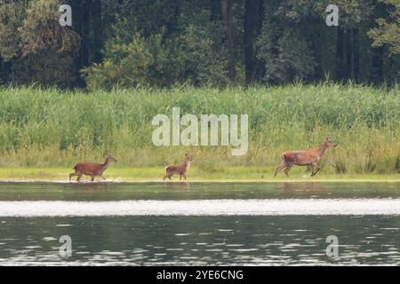 Cerf roux (Cervus elaphus), biche avec yearling et veau, pataugant dans le lac devant le banc de roseaux et la forêt riveraine, Allemagne, Bavière, lac Chiemsee Banque D'Images