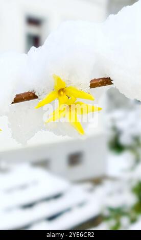 Forsythia commune (Forsythia x intermedia, Forsythia intermedia), branche fleurie dans la neige, Allemagne Banque D'Images