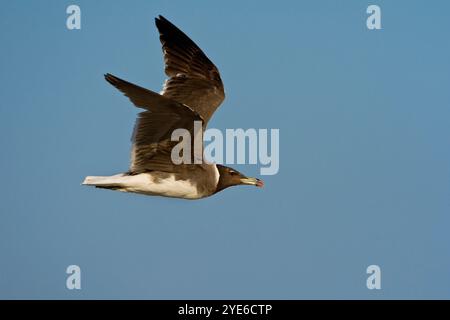 Goélette suie, goélette Aden, goélette d'Hemprich (Ichthyaetus hemprichii, Larus hemprichii), en vol dans le ciel bleu, vue de côté, Oman Banque D'Images