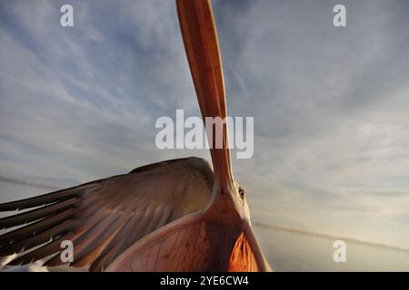 Pélican blanc oriental (Pelecanus onocrotalus), juvénile regarde dans la caméra avec bec ouvert, Grèce, lac Kerkini Banque D'Images