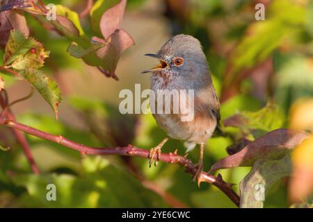 Paruline de dartford (Sylvia undata, Curruca undata), chantant perchoirs mâles sur une brindille dans un buisson, Italie, Toscane Banque D'Images