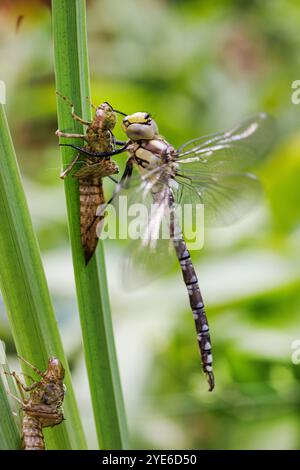 Doré bleu-vert, sud d'eshna, faucheur du sud (Aeshna cyanea), après éclosion, assis sur l'exuvia sur la feuille d'iris, Allemagne, Bavière Banque D'Images