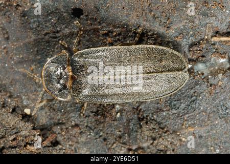 Petit coléoptère de la foudre (Lamprohiza splendidula, Phausis splendidula), mâle sur feuilles mortes, vue dorsale, Allemagne, Bavière, Isental Banque D'Images