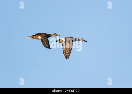 Gadwall (Anas strepera, Mareca strepera), paire en vol, Allemagne, Bade-Wuerttemberg Banque D'Images