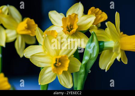 Une collection vibrante de jonquilles met en valeur leurs pétales jaunes vifs et forme distincte de trompette, apportant chaleur et beauté à a Banque D'Images