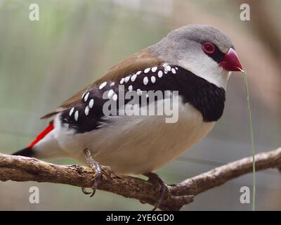 Enchanteur mâle charismatique Diamond Firetail dans la gloire fougueuse. Banque D'Images