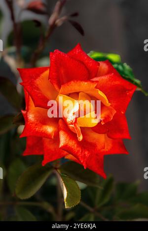 rose orange rose rouge Banque D'Images
