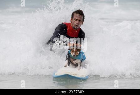 Rio de Janeiro, Brésil. 29 octobre 2024. BENJI, un Jack Russell Terrier de 4 ans, vole le spectacle à Arpoador alors qu'il attrape des vagues avec son propriétaire, BERNARDO BRAGA. Surfant ensemble depuis un an, le duo navigue sur les célèbres breaks d'Ipanema à Rio de Janeiro, attirant l'admiration des surfeurs et des amateurs de plage. (Crédit image : © Bob Karp/ZUMA Press Wire) USAGE ÉDITORIAL SEULEMENT! Non destiné à UN USAGE commercial ! Banque D'Images