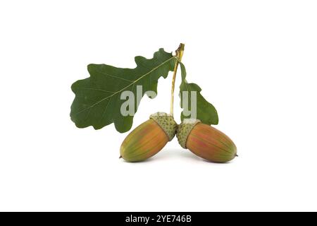 Deux glands frais avec des feuilles de chêne vert vif, isolés sur un fond blanc. Parfait pour la nature, les thèmes d'automne et les objectifs éducatifs. Banque D'Images