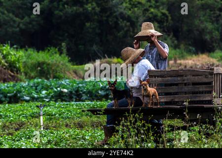 Biritiba Mirim, Sao Paulo, Brésil, 13 mars 2013. Agriculteur récoltant de la laitue et des légumes dans le champ au Brésil avec un accent sélectif Banque D'Images