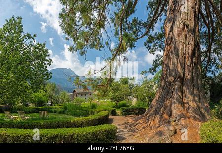 Le petit parc dans le village de Soglio avec l'arbre Sequoia - chaîne de Bregaglia - Suisse. Banque D'Images