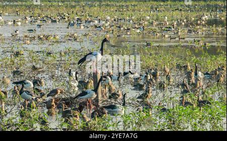 une oie de pie se tient sur un poteau au milieu d'un troupeau d'oies de pie et de canards sifflants à plumes au marais hasties dans le nid queensland, en australie Banque D'Images