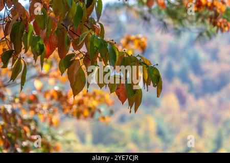 Feuilles d'automne colorées au parc national de Tallulah gorge à Tallulah Falls, Géorgie. (ÉTATS-UNIS) Banque D'Images