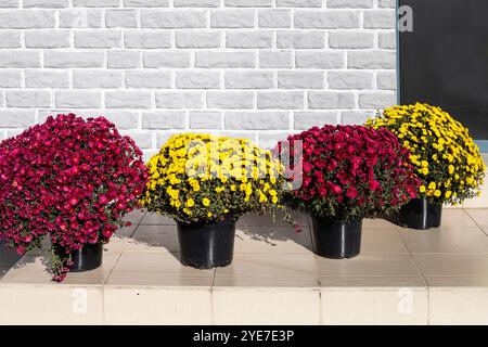 vases avec des asters multicolores d'automne sur le fond d'un mur gris Banque D'Images