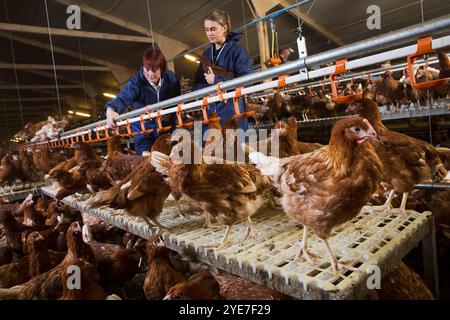 De gauche à droite : Julie Taylor (évaluatrice de la RSPCA), Beth Williamson (gestionnaire de ferme Wot-A-Pullet) dans une ferme de poulettes agréée de la RSPCA. Yorkshire. Royaume-Uni Banque D'Images