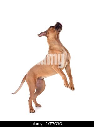 jeune mastiff italien devant un fond blanc Banque D'Images