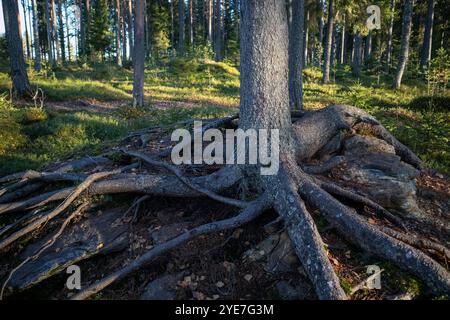 Racines superficielles de conifères dans la forêt, Finlande Banque D'Images