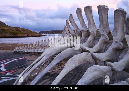 Squelette de baleine sur les rives de la mer de Barents sur la péninsule de Kola dans le nord de la Russie Banque D'Images