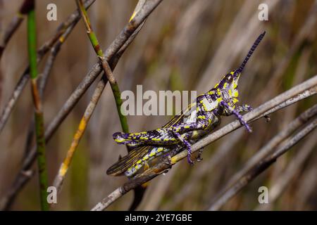 Sauterelle pyrgomorphide (Ochrophlebia cafra) dans son habitat naturel, Afrique du Sud Banque D'Images