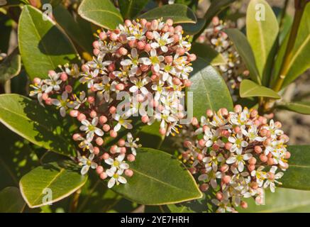 Skimmia japonica 'Rubella' en fleurs Banque D'Images