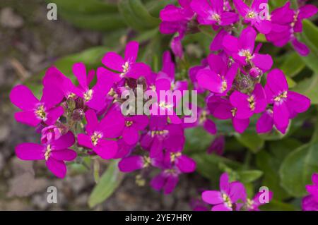 Arabis blepharophylla 'Rose Delight', Rock Cress Banque D'Images