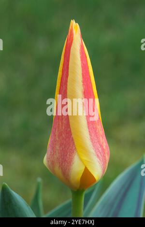 Tulipa kaufmanniana 'stresa' Banque D'Images