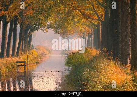 Automne dans le village de Bontebok, situé entre les villes de Drachten en Heerenveen dans la province de Frise aux pays-Bas. Banque D'Images