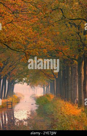 Automne dans le village de Bontebok, situé entre les villes de Drachten en Heerenveen dans la province de Frise aux pays-Bas. Banque D'Images