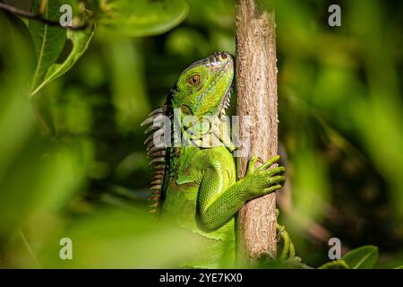 IGUANE VERT FURTIF Banque D'Images