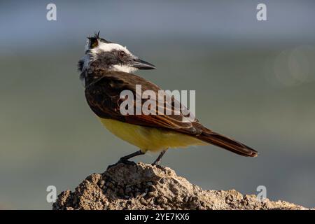 GRAND KISKADEE REGARDANT DROIT DANS LA BRISE DE L'OCÉAN Banque D'Images