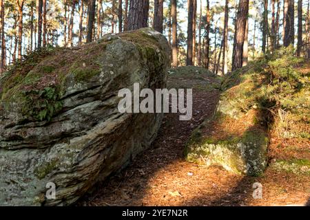 Roches de grès recouvertes de mousse verte dans la forêt de conifères Banque D'Images