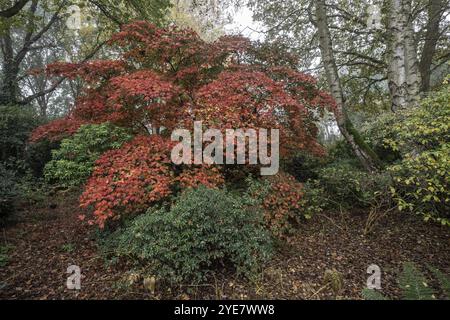 Érable à feuilles d'aconite (Acer japonicum Aconitifolium) dans le feuillage d'automne, Emsland, basse-Saxe, Allemagne, Europe Banque D'Images