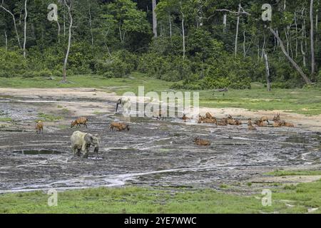 Éléphants de forêt (Loxodonta cyclotis) et antilopes bongo (Tragelaphus eurycerus) dans le défrichement forestier de Dzanga Bai, parc national de Dzanga-Ndoki, Unesc Banque D'Images